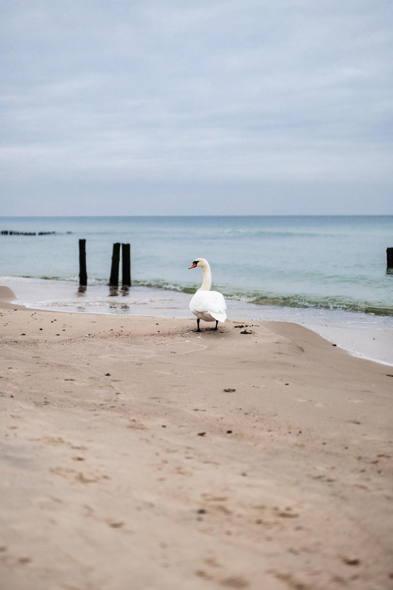 Let's Sea - 4 Person - Premium Baltic With Sea View Apartment